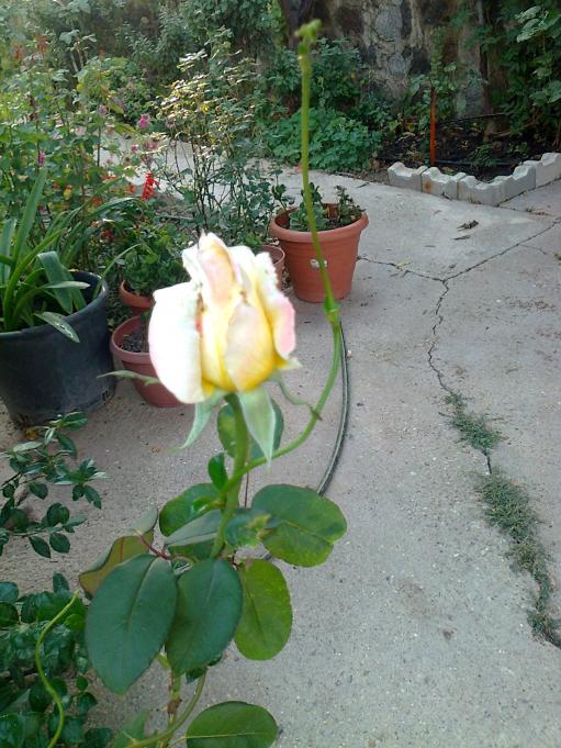 Name:  Fotoraf1675.jpg
Views: 461
Size:  73.3 KB