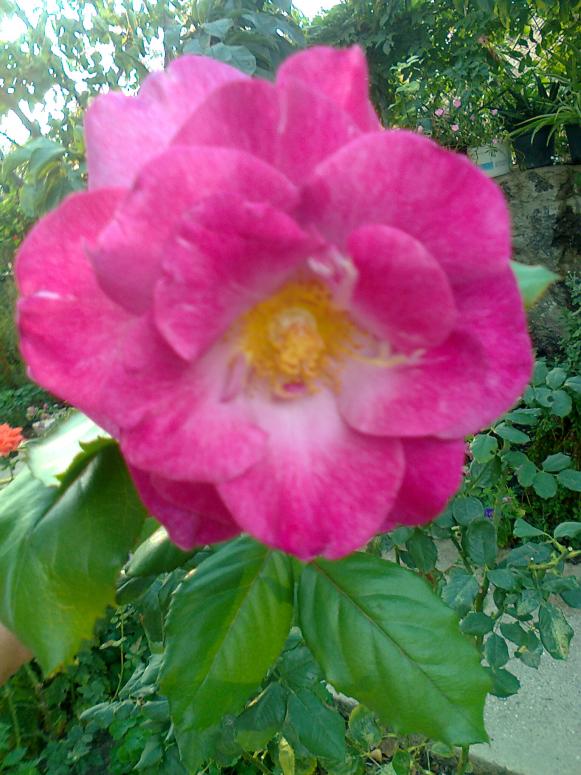 Name:  Fotoraf1676.jpg
Views: 505
Size:  72.3 KB
