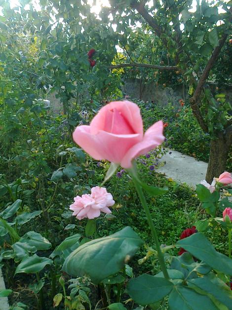 Name:  Fotoraf1679.jpg
Views: 485
Size:  76.4 KB