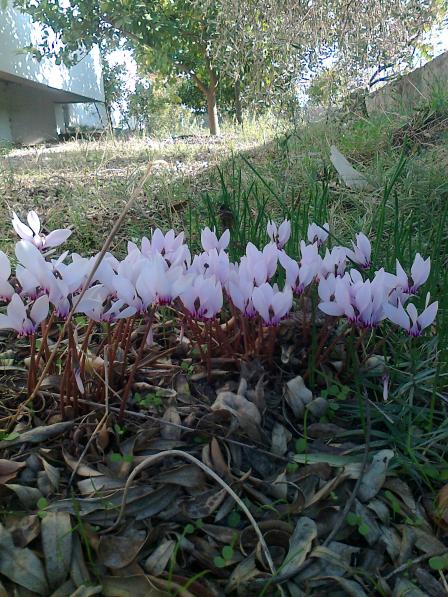 Name:  Fotoraf1703.jpg
Views: 472
Size:  75.5 KB