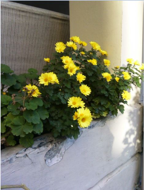 Name:  Ekran Alnts7.JPG
Views: 394
Size:  54.8 KB