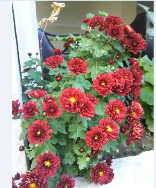 Name:  Ekran Alnts8.JPG
Views: 401
Size:  67.3 KB