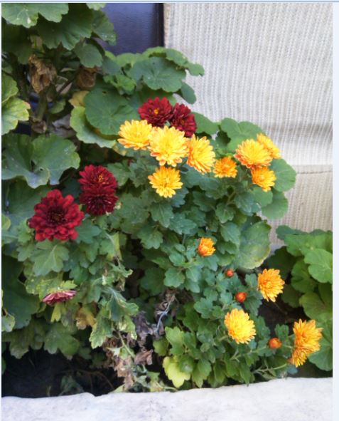 Name:  Ekran Alnts9.JPG
Views: 394
Size:  62.8 KB