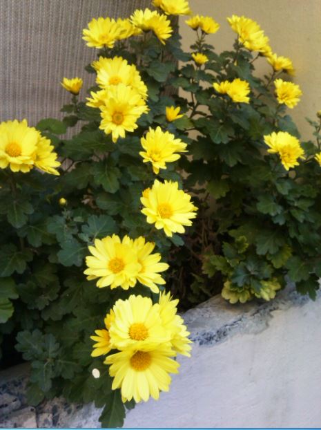 Name:  Ekran Alnts10.JPG
Views: 389
Size:  57.6 KB