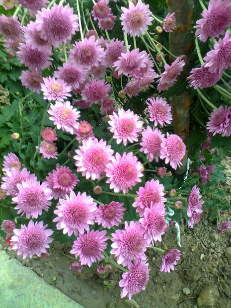 Name:  Fotoraf1724.jpg
Views: 395
Size:  79.7 KB