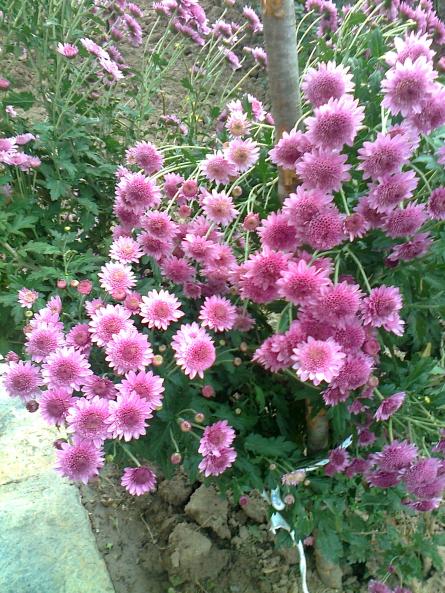 Name:  Fotoraf1728.jpg
Views: 401
Size:  79.6 KB
