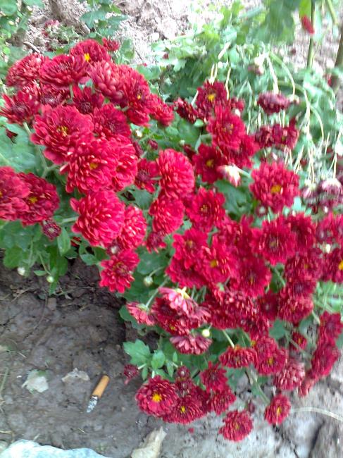 Name:  Fotoraf1726.jpg
Views: 425
Size:  78.2 KB