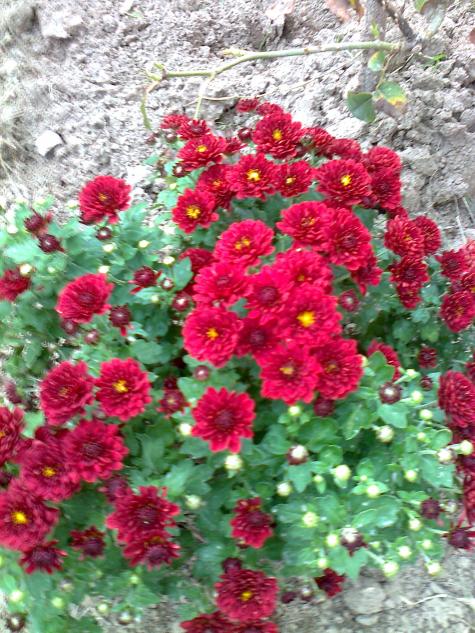 Name:  Fotoraf1727.jpg
Views: 394
Size:  78.6 KB