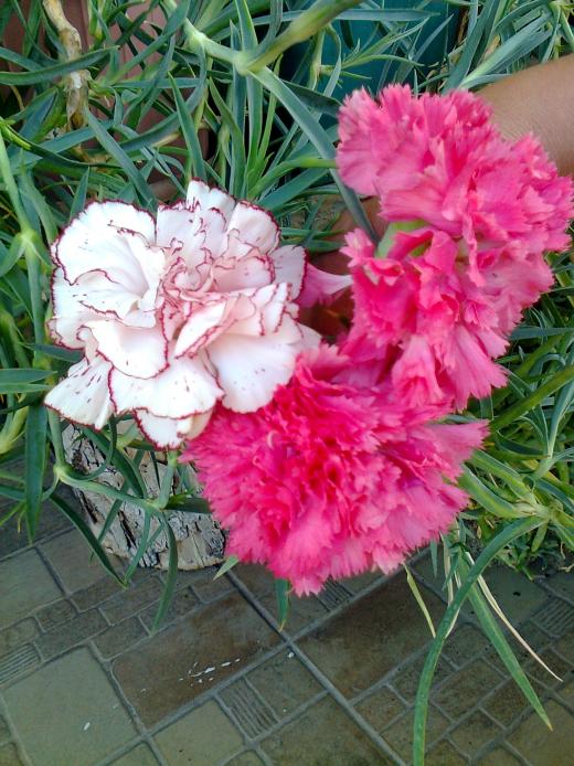 Name:  Fotoraf1718.jpg
Views: 392
Size:  75.4 KB