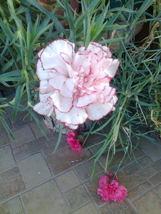 Name:  Fotoraf1717.jpg
Views: 424
Size:  73.7 KB