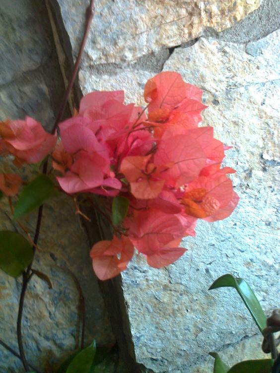 Name:  Fotoraf1722.jpg
Views: 413
Size:  73.0 KB
