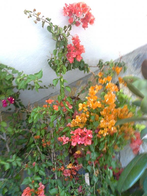Name:  Fotoraf1719.jpg
Views: 392
Size:  73.4 KB