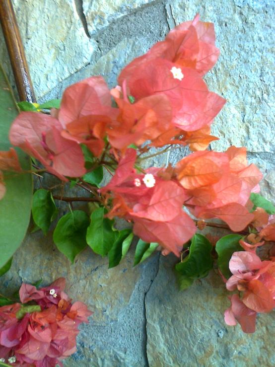 Name:  Fotoraf1723.jpg
Views: 383
Size:  74.3 KB