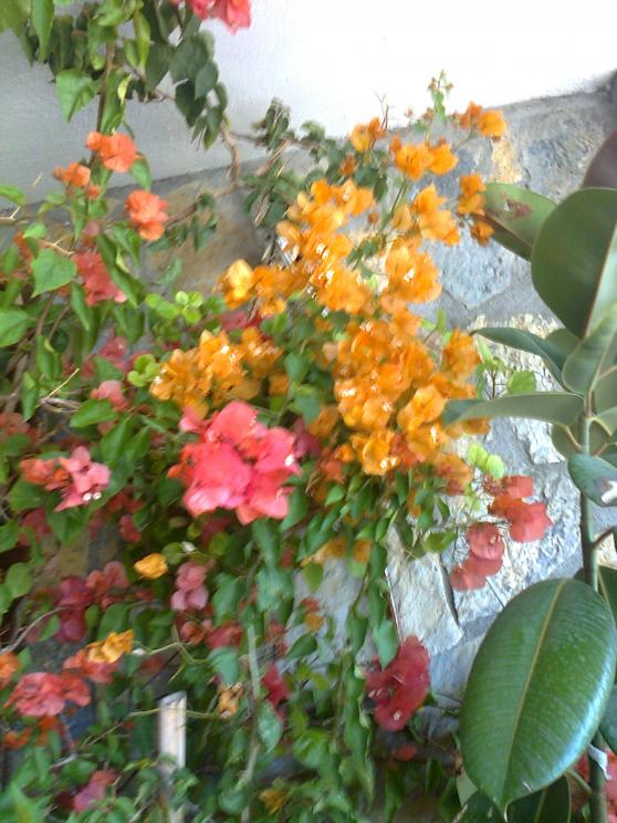 Name:  Fotoraf1721.jpg
Views: 407
Size:  74.2 KB