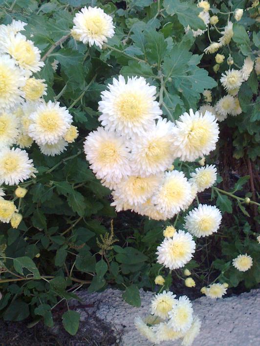 Name:  Fotoraf1711.jpg
Views: 401
Size:  75.1 KB