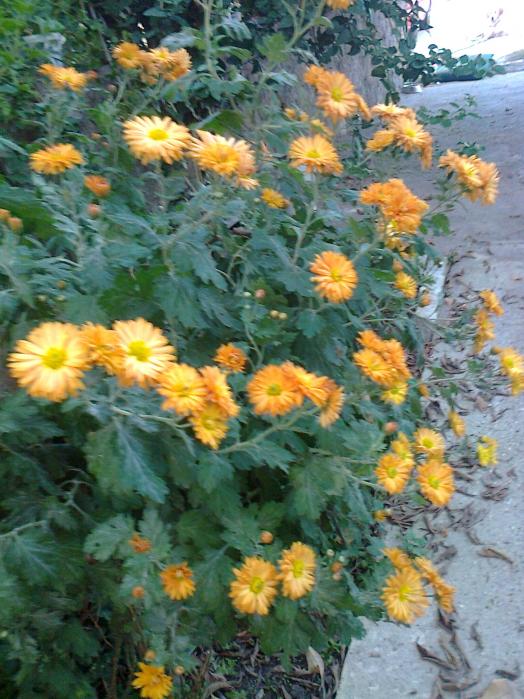 Name:  Fotoraf1707.jpg
Views: 494
Size:  75.9 KB