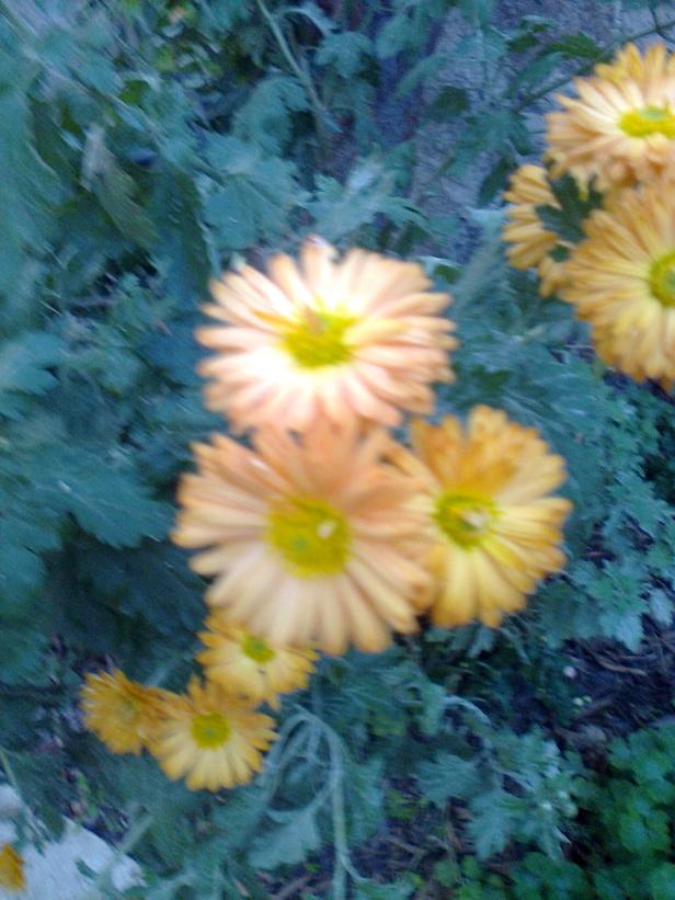 Name:  Fotoraf1708.jpg
Views: 391
Size:  70.9 KB