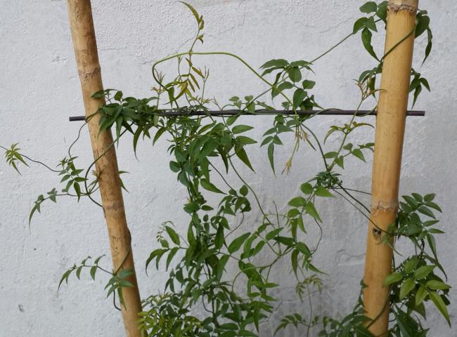 Name:  20141109_153736-1.jpg
Views: 934
Size:  60.7 KB