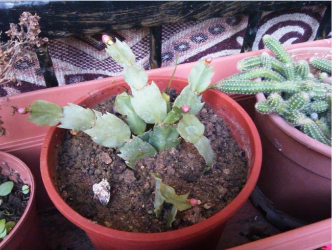Name:  Ekran Alnts8.jpg
Views: 315
Size:  60.0 KB
