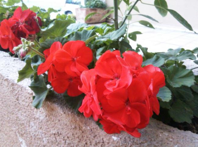 Name:  Ekran Alnts12.jpg
Views: 564
Size:  48.8 KB