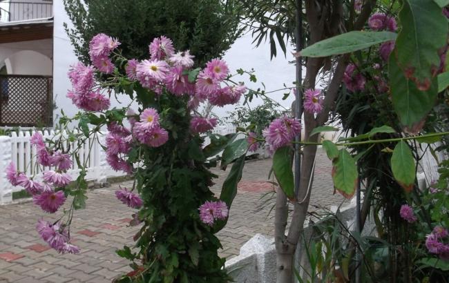 Name:  DSCF6252.jpg
Views: 446
Size:  59.8 KB