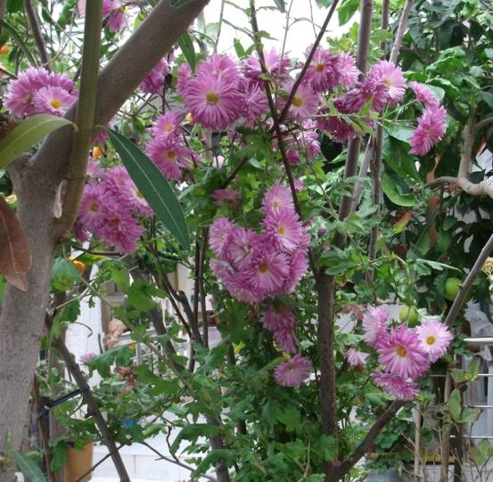 Name:  DSCF6253.jpg
Views: 432
Size:  75.0 KB