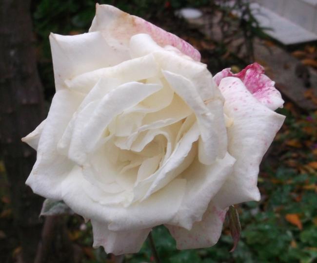 Name:  DSCF6251.jpg
Views: 444
Size:  32.9 KB