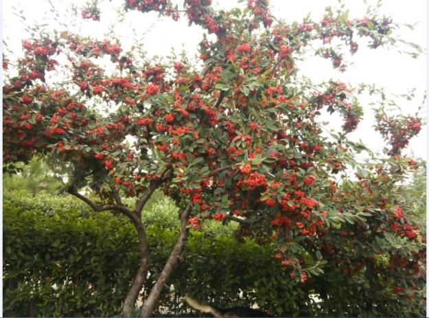 Name:  Ekran Alnts2.jpg
Views: 532
Size:  71.0 KB