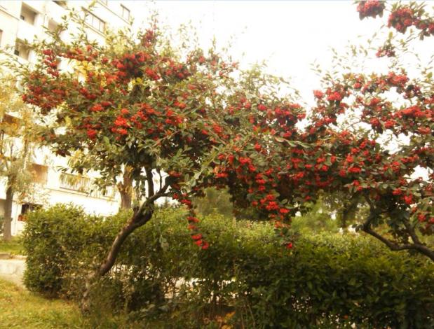 Name:  Ekran Alnts3.jpg
Views: 286
Size:  71.2 KB