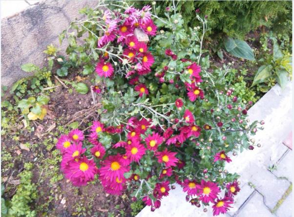 Name:  Ekran Alnts5.jpg
Views: 279
Size:  71.6 KB