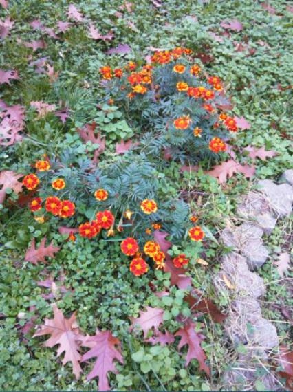 Name:  Ekran Alnts3.jpg
Views: 800
Size:  67.9 KB