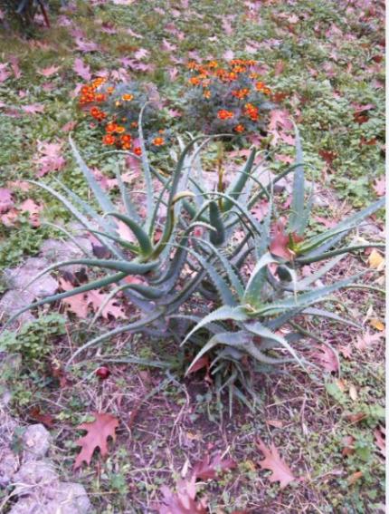 Name:  Ekran Alnts4.jpg
Views: 746
Size:  66.6 KB