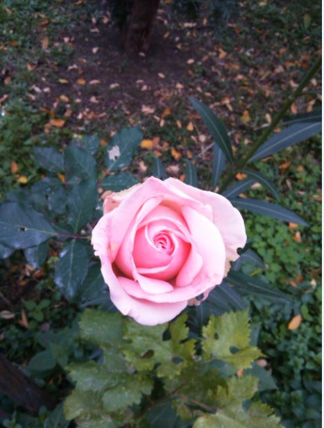 Name:  Ekran Alnts6.JPG
Views: 571
Size:  54.6 KB
