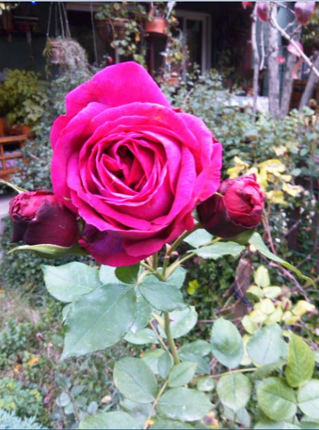 Name:  Ekran Alnts8.JPG
Views: 573
Size:  68.0 KB