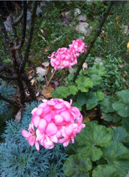Name:  Ekran Alnts12.jpg
Views: 810
Size:  56.7 KB