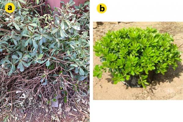 Name:  pittosporum.jpg
Views: 1129
Size:  62.8 KB