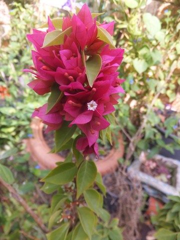 Name:  DSCF5291.jpg
Views: 389
Size:  63.0 KB