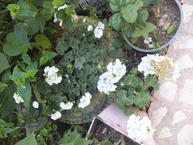 Name:  DSCF5314.jpg
Views: 393
Size:  56.1 KB