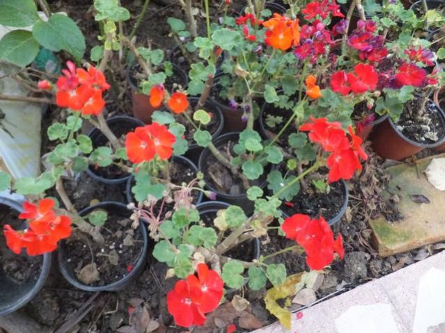Name:  DSCF5315.jpg
Views: 398
Size:  64.7 KB