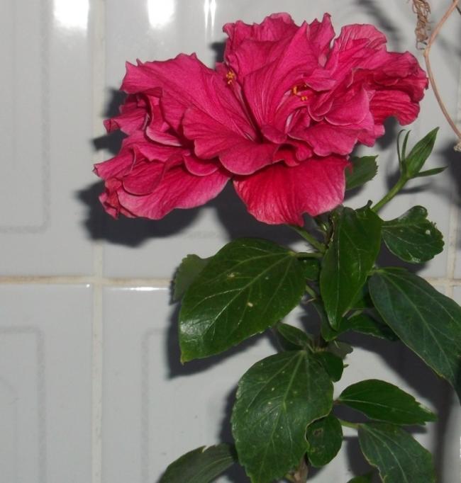 Name:  DSCF6284.jpg
Views: 745
Size:  46.3 KB