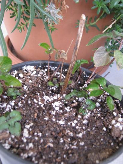 Name:  monarda.jpg
Views: 1047
Size:  46.5 KB