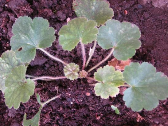 Name:  heuchera----.jpg
Views: 1070
Size:  45.2 KB