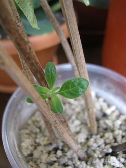 Name:  solanum elii perlitte.jpg
Views: 1055
Size:  26.8 KB