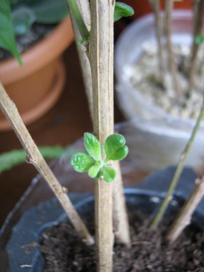 Name:  solanumelii toprakta.jpg
Views: 774
Size:  26.0 KB