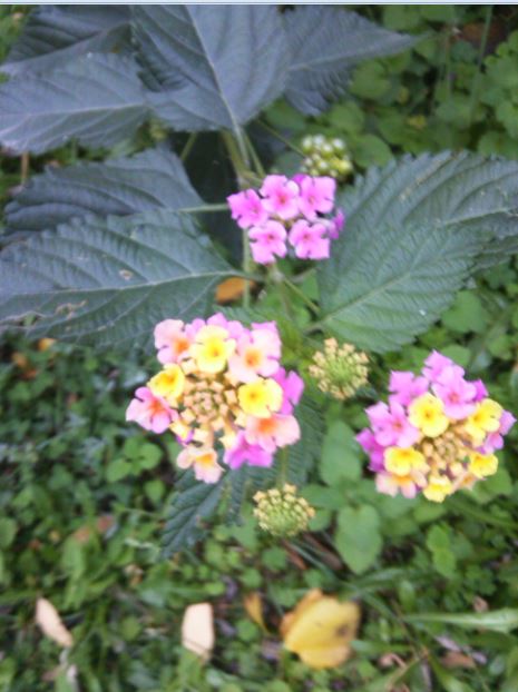 Name:  Ekran Alnts3.JPG
Views: 743
Size:  55.4 KB