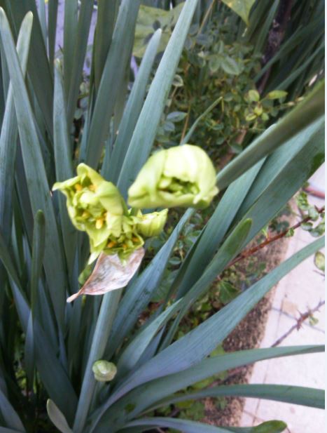 Name:  Ekran Alnts8.JPG
Views: 708
Size:  54.0 KB