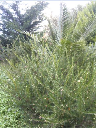 Name:  Ekran Alnts6.JPG
Views: 437
Size:  57.0 KB