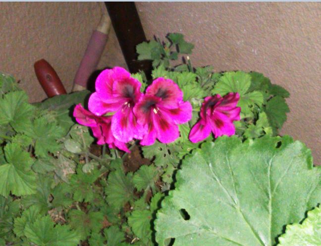 Name:  Ekran Alntsa.JPG
Views: 437
Size:  64.7 KB