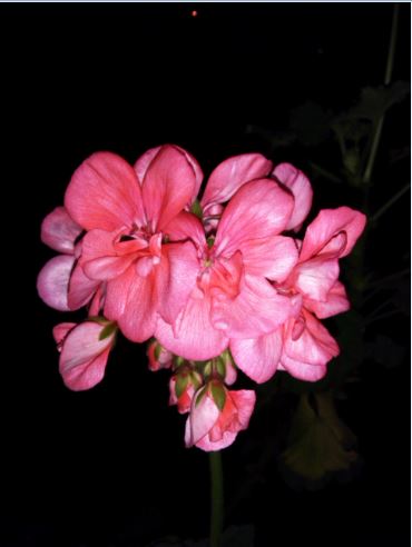 Name:  Ekran Alntsc.JPG
Views: 461
Size:  27.2 KB