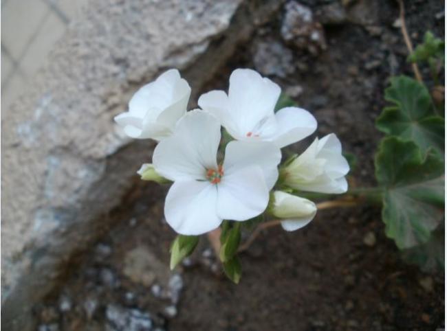 Name:  Ekran Alntss.jpg
Views: 437
Size:  30.9 KB